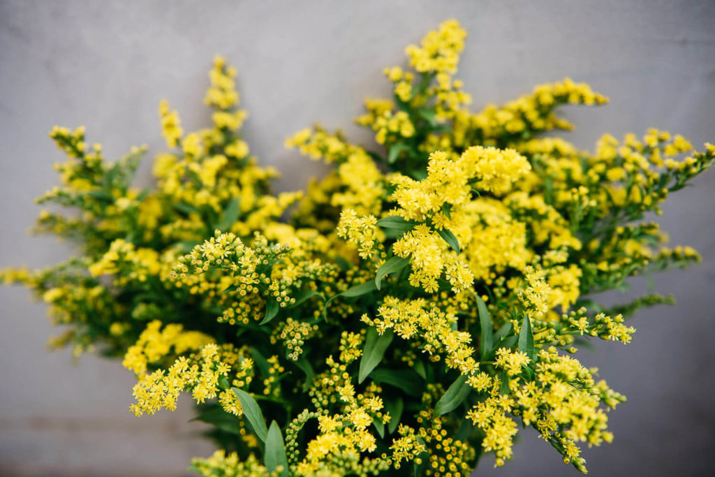 A bouquet of bright yellow flowers with small, clustered blossoms and green leaves stands out against a grey background. This commercial photography captures the fresh and vibrant blooms, creating a cheerful contrast with the neutral backdrop.