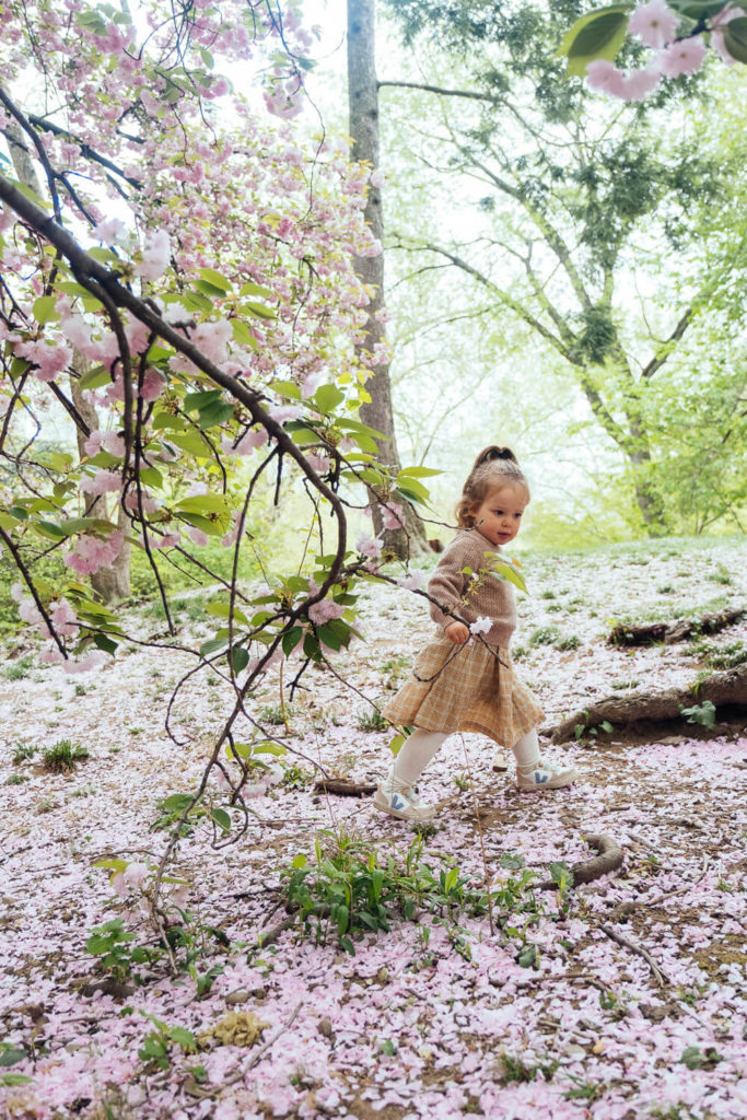 Little girl walking through cherry blossom petals in a park